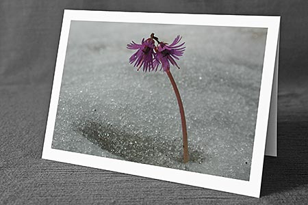 A5-Fotokarte/Klappkarte mit hochwertigem Papierabzug, Einlageblatt und Umschlag. Fototitel: Kartengrüsse mit Blumen (Klappkarte, Kunstkarte)