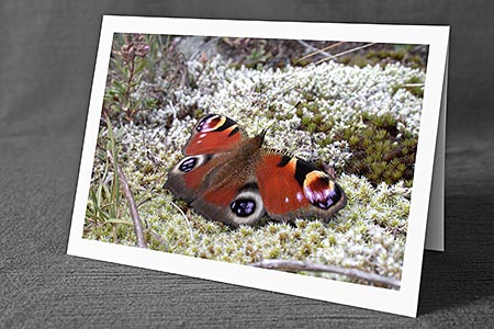 A5-Fotokarte/Klappkarte mit hochwertigem Papierabzug, Einlageblatt und Umschlag. Fototitel: Glückwunschkarte Schmetterling (Klappkarte, Kunstkarte)