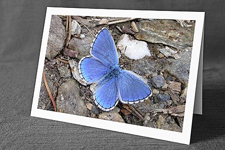 A5-Fotokarte/Klappkarte mit hochwertigem Papierabzug, Einlageblatt und Umschlag. Fototitel: Schmetterling (Klappkarte, Kunstkarte)