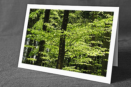 A5-Fotokarte/Klappkarte mit hochwertigem Papierabzug, Einlageblatt und Umschlag. Fototitel: Frühlingswald (Klappkarte, Kunstkarte)