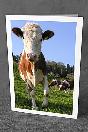 A5-Fotokarte/Klappkarte mit hochwertigem Papierabzug, Einlageblatt und Umschlag. Fototitel: Interessiertes Kalb auf der Wiese (Klappkarte, Kunstkarte)