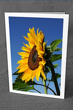 A5-Fotokarte/Klappkarte mit hochwertigem Papierabzug, Einlageblatt und Umschlag. Fototitel: Geburtstagskarte Sonnenblume (Klappkarte, Kunstkarte)