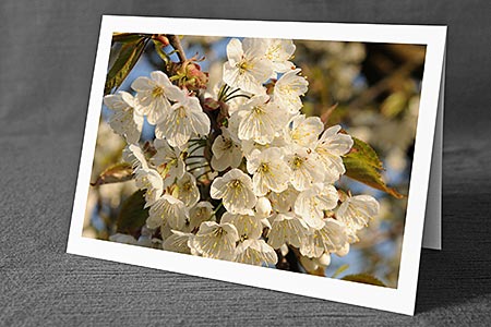 A5-Fotokarte/Klappkarte mit hochwertigem Papierabzug, Einlageblatt und Umschlag. Fototitel: Kommunionskarte Kirschbaumblüten (Klappkarte, Kunstkarte)
