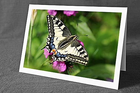 A5-Fotokarte/Klappkarte mit hochwertigem Papierabzug, Einlageblatt und Umschlag. Fototitel: Geburtstagskarte Schmetterling (Klappkarte, Kunstkarte)