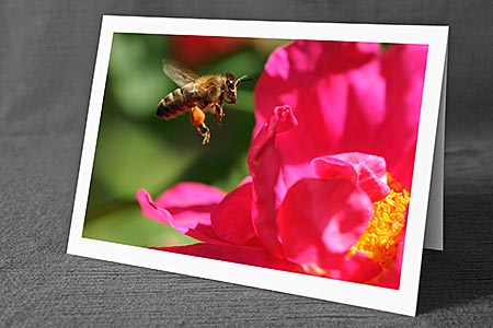 A5-Fotokarte/Klappkarte mit hochwertigem Papierabzug, Einlageblatt und Umschlag. Fototitel: Biene im Anflug (Klappkarte, Kunstkarte)
