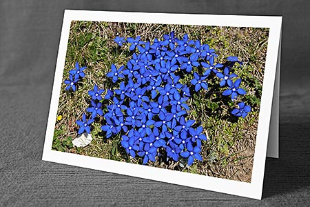 A5-Fotokarte/Klappkarte mit hochwertigem Papierabzug, Einlageblatt und Umschlag. Fototitel: Gruppe blühender Enzian (Klappkarte, Kunstkarte)