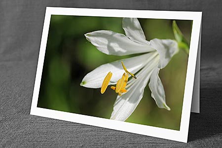 A5-Fotokarte/Klappkarte mit hochwertigem Papierabzug, Einlageblatt und Umschlag. Fototitel: Glückwunschkarte mit Blumenmotiv (Klappkarte, Kunstkarte)