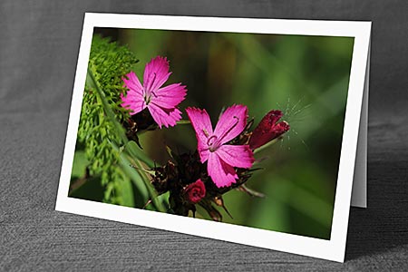 A5-Fotokarte/Klappkarte mit hochwertigem Papierabzug, Einlageblatt und Umschlag. Fototitel: Nelken (Klappkarte, Kunstkarte)