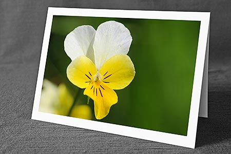 A5-Fotokarte/Klappkarte mit hochwertigem Papierabzug, Einlageblatt und Umschlag. Fototitel: Veilchen (Klappkarte, Kunstkarte)