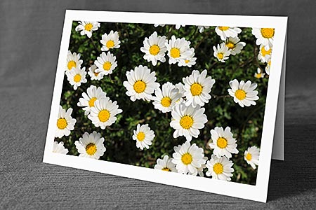 A5-Fotokarte/Klappkarte mit hochwertigem Papierabzug, Einlageblatt und Umschlag. Fototitel: Blumenkarte zum Geburtstag (Klappkarte, Kunstkarte)