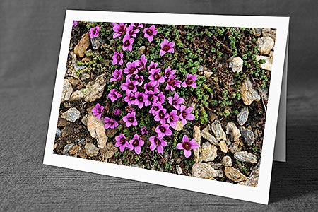 A5-Fotokarte/Klappkarte mit hochwertigem Papierabzug, Einlageblatt und Umschlag. Fototitel: Genesungskarte mit Blumen (Klappkarte, Kunstkarte)