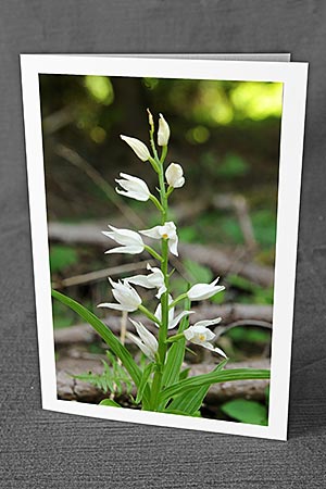 A5-Fotokarte/Klappkarte mit hochwertigem Papierabzug, Einlageblatt und Umschlag. Fototitel: Geburtstagskarte Orchidee (Klappkarte, Kunstkarte)