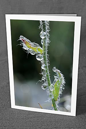 A5-Fotokarte/Klappkarte mit hochwertigem Papierabzug, Einlageblatt und Umschlag. Fototitel: Kunstkarte Tautropfen an Halm (Klappkarte, Kunstkarte)
