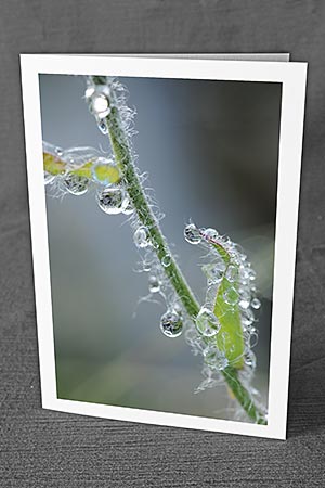 A5-Fotokarte/Klappkarte mit hochwertigem Papierabzug, Einlageblatt und Umschlag. Fototitel: Wassertropfen an Halm (Klappkarte, Kunstkarte)