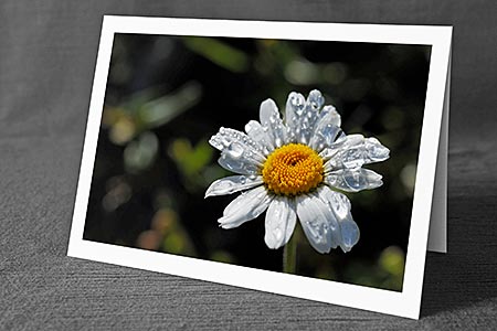 A5-Fotokarte/Klappkarte mit hochwertigem Papierabzug, Einlageblatt und Umschlag. Fototitel: Wassertropfen auf der Blüte einer Margerite (Klappkarte, Kunstkarte)