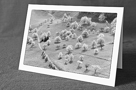 A5-Fotokarte/Klappkarte mit hochwertigem Papierabzug, Einlageblatt und Umschlag. Fototitel: Dankeskarte blühende Bäume (Schwarz/Weiss) (Klappkarte, Kunstkarte)