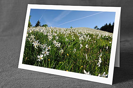 A5-Fotokarte/Klappkarte mit hochwertigem Papierabzug, Einlageblatt und Umschlag. Fototitel: Blumenwiese mit Narzissen (Klappkarte, Kunstkarte)