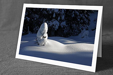 A5-Fotokarte/Klappkarte mit hochwertigem Papierabzug, Einlageblatt und Umschlag. Fototitel: Weihnachtskarte Junge Tanne (Klappkarte, Kunstkarte)
