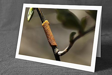 A5-Fotokarte/Klappkarte mit hochwertigem Papierabzug, Einlageblatt und Umschlag. Fototitel: Fotokunstkarte Eigelege (Klappkarte, Kunstkarte)