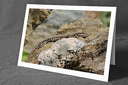 A5-Fotokarte/Klappkarte mit hochwertigem Papierabzug, Einlageblatt und Umschlag. Fototitel: Mauereidechse auf Felsblock (Klappkarte, Kunstkarte)