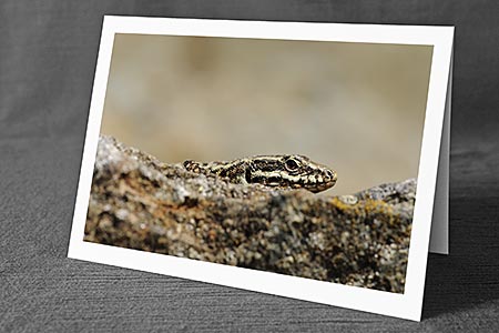 A5-Fotokarte/Klappkarte mit hochwertigem Papierabzug, Einlageblatt und Umschlag. Fototitel: Eidechse (Klappkarte, Kunstkarte)
