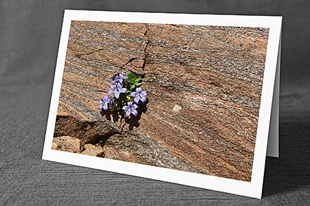 A5-Fotokarte/Klappkarte mit hochwertigem Papierabzug, Einlageblatt und Umschlag. Fototitel: Dankeskarte Glockenblume (Klappkarte, Kunstkarte)