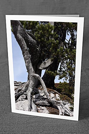 A5-Fotokarte/Klappkarte mit hochwertigem Papierabzug, Einlageblatt und Umschlag. Fototitel: Baumstrunk mit Tierkopf (Klappkarte, Kunstkarte)