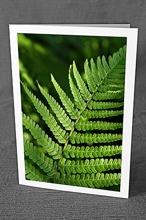 A5-Fotokarte/Klappkarte mit hochwertigem Papierabzug, Einlageblatt und Umschlag. Fototitel: Farnblatt (Klappkarte, Kunstkarte)