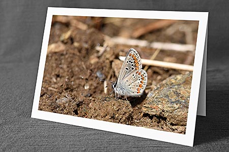 A5-Fotokarte/Klappkarte mit hochwertigem Papierabzug, Einlageblatt und Umschlag. Fototitel: Zierlicher Schmetterling (Klappkarte, Kunstkarte)