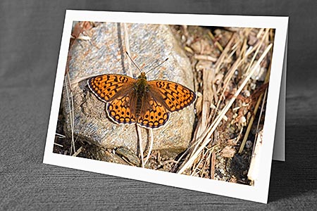 A5-Fotokarte/Klappkarte mit hochwertigem Papierabzug, Einlageblatt und Umschlag. Fototitel: Schmetterling auf grossem Stein (Klappkarte, Kunstkarte)