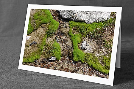 A5-Fotokarte/Klappkarte mit hochwertigem Papierabzug, Einlageblatt und Umschlag. Fototitel: Frisches grünes Moos (Klappkarte, Kunstkarte)