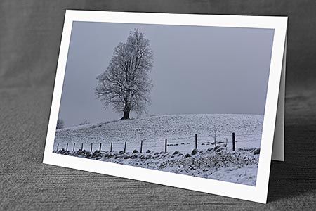 A5-Fotokarte/Klappkarte mit hochwertigem Papierabzug, Einlageblatt und Umschlag. Fototitel: Baum auf Hügel mit Zaun (Klappkarte, Kunstkarte)