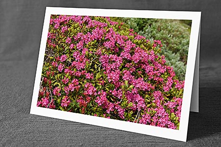 A5-Fotokarte/Klappkarte mit hochwertigem Papierabzug, Einlageblatt und Umschlag. Fototitel: Alpenrosen (Klappkarte, Kunstkarte)