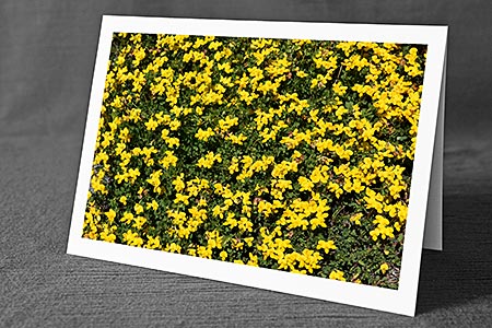 A5-Fotokarte/Klappkarte mit hochwertigem Papierabzug, Einlageblatt und Umschlag. Fototitel: Blumen in Gelb (Klappkarte, Kunstkarte)