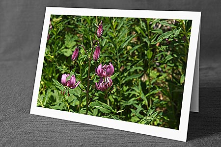 A5-Fotokarte/Klappkarte mit hochwertigem Papierabzug, Einlageblatt und Umschlag. Fototitel: Türkenbund (Klappkarte, Kunstkarte)