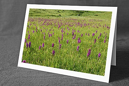 A5-Fotokarte/Klappkarte mit hochwertigem Papierabzug, Einlageblatt und Umschlag. Fototitel: Wiese mit blühenden Orchideen (Klappkarte, Kunstkarte)