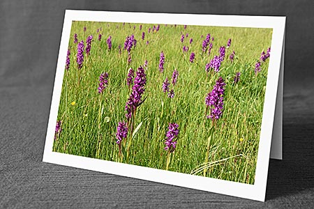 A5-Fotokarte/Klappkarte mit hochwertigem Papierabzug, Einlageblatt und Umschlag. Fototitel: Blühende Orchideen (Klappkarte, Kunstkarte)