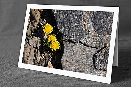 A5-Fotokarte/Klappkarte mit hochwertigem Papierabzug, Einlageblatt und Umschlag. Fototitel: Gelbe Blumen zwischen Felsen (Klappkarte, Kunstkarte)