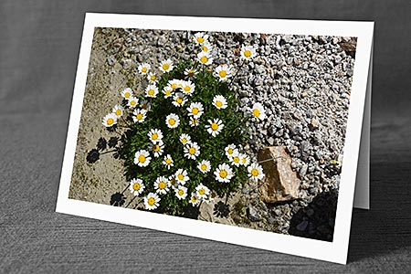 A5-Fotokarte/Klappkarte mit hochwertigem Papierabzug, Einlageblatt und Umschlag. Fototitel: Alpenmargeriten (Klappkarte, Kunstkarte)