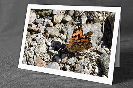 A5-Fotokarte/Klappkarte mit hochwertigem Papierabzug, Einlageblatt und Umschlag. Fototitel: Distelfalter (Klappkarte, Kunstkarte)