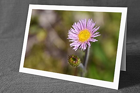 A5-Fotokarte/Klappkarte mit hochwertigem Papierabzug, Einlageblatt und Umschlag. Fototitel: Kleine Blüte (Klappkarte, Kunstkarte)