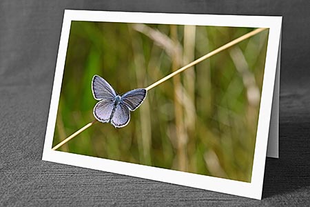 A5-Fotokarte/Klappkarte mit hochwertigem Papierabzug, Einlageblatt und Umschlag. Fototitel: Kleiner blauer Schmetterling (Klappkarte, Kunstkarte)
