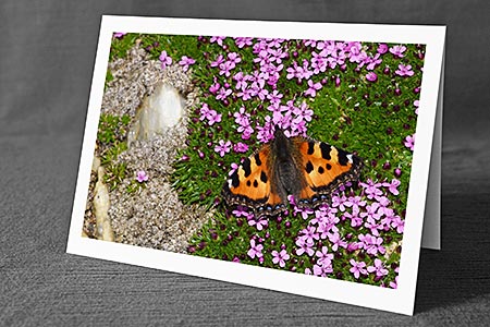 A5-Fotokarte/Klappkarte mit hochwertigem Papierabzug, Einlageblatt und Umschlag. Fototitel: Schmetterling auf Blumenpolster (Klappkarte, Kunstkarte)
