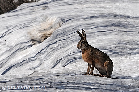 A5-Fotokarte/Klappkarte mit hochwertigem Papierabzug, Einlageblatt und Umschlag. Fototitel: Osterkarte Hase (Klappkarte, Kunstkarte)