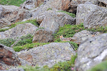 A5-Fotokarte/Klappkarte mit hochwertigem Papierabzug, Einlageblatt und Umschlag. Fototitel: Fuchs (Klappkarte, Kunstkarte)
