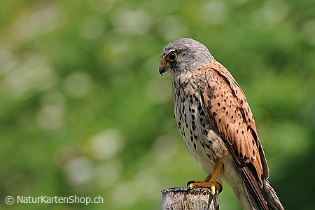 A5-Fotokarte/Klappkarte mit hochwertigem Papierabzug, Einlageblatt und Umschlag. Fototitel: Tierkarte Turmfalke (Klappkarte, Kunstkarte)