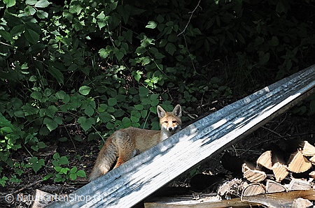 A5-Fotokarte/Klappkarte mit hochwertigem Papierabzug, Einlageblatt und Umschlag. Fototitel: Fuchs im Siedlungsgebiet (Klappkarte, Kunstkarte)