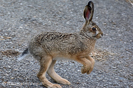 A5-Fotokarte/Klappkarte mit hochwertigem Papierabzug, Einlageblatt und Umschlag. Fototitel: Junger Hase (Klappkarte, Kunstkarte)