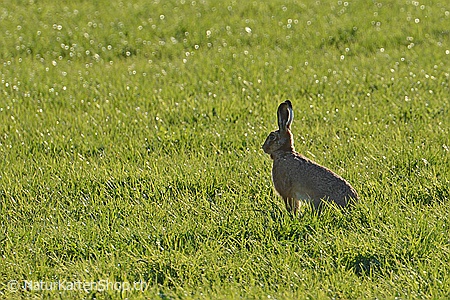 A5-Fotokarte/Klappkarte mit hochwertigem Papierabzug, Einlageblatt und Umschlag. Fototitel: Hase sitzt in Wiese (Klappkarte, Kunstkarte)