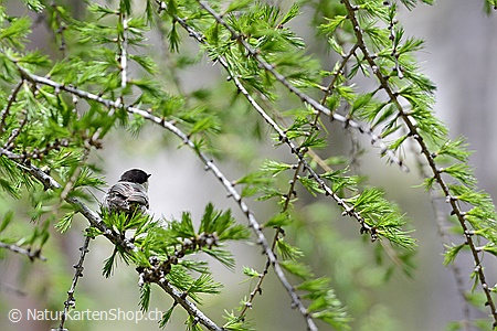 A5-Fotokarte/Klappkarte mit hochwertigem Papierabzug, Einlageblatt und Umschlag. Fototitel: Tannenmeise auf Lärchenzweig (Klappkarte, Kunstkarte)